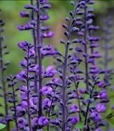 Purple Smoke Baptisia, Wild Indigo, Baptisia x 'Purple Smoke'